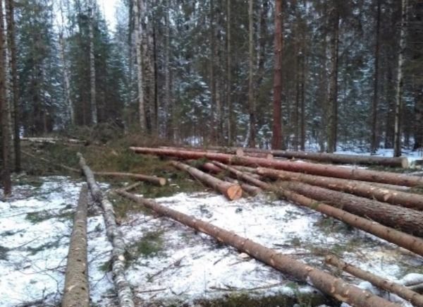 Лесозаготовку Лесозаготовку
